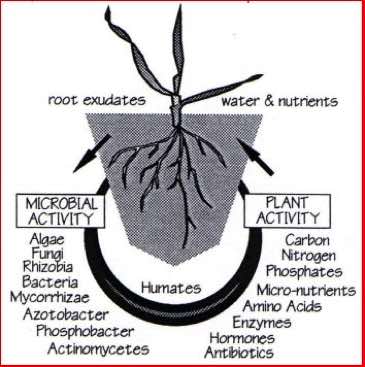 actively transport nutrients to the plant, Waternet.co.uk